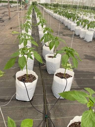 Rows of pepper plants growing in white lay-flat bags with drip irrigation lines